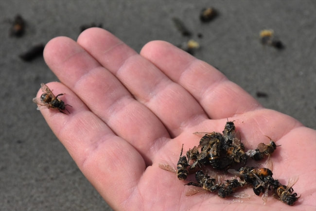Muğla'da sahile ölü arılar vurdu